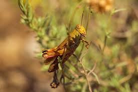 Percaya atau tidak, itu tergantung dari penilaian orang dan pribadi diri kita sendiri yakni orang yang. Tafsir Mimpi Belalang Menurut Primbon Jawa Benarkah Pertanda Buruk Semua Halaman Suar