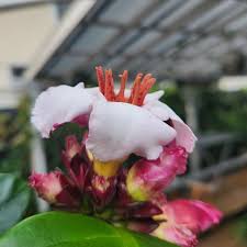 Image result for Strophanthus luteolus