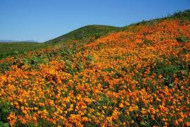 Bouquets of fresh flowers, baskets with delicious gifts and original compositions. Annual Poppy Display In The North Ranch Open Space Thousand Oaks On March 16 2019 Conejo Valley Guide Conejo Valley Events