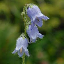 Campanula Barbata Found In The Alps And The Cevennes Campanula Beautiful Flowers Pictures Bellflower