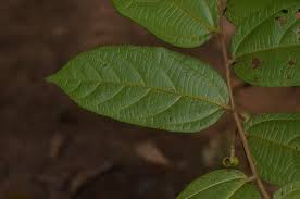 Image result for Triumfetta annua