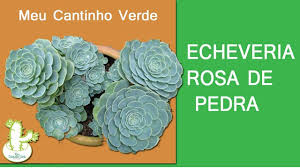 Jun 09, 2021 · jessica athayde acabou por receber centenas de elogios na caixa de comentários da publicação do instagram. Orostachys Boehmeri Rosinha De Pedra Planta Suculenta De Facil Cultivo By Ecossistema