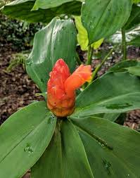 Image result for Costus subbiflorus