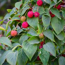 White Kousa Dogwood Trees For Sale Brighterblooms Com