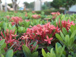 Image result for Belonophora coffeoides