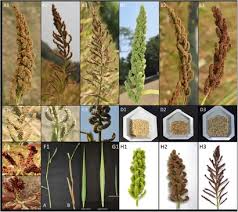 Image result for Echinochloa frumentacea