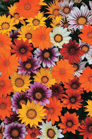 Short and precise knowledge of gazania and petunia/care/tips/growing/colours of petunia/sunlight. Gazania New Day Mix 25sds T T Seeds