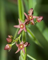 Image result for Vincetoxicum apiculatum