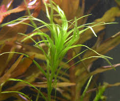 Image result for Blyxa hexandra