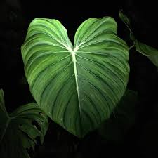 Philodendron Mcdowell Pastazanum What A Beaut Scrolling Through My Own Pics From Florida Like Mmmmm Plants I Don T Remem Philodendron Plants Plant Leaves