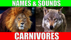 Carnivorous Animals Names And Sounds Learn Carnivore Animals Youtube