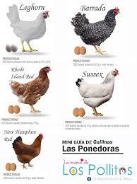 Agroforestales C A Mini Guia Sobre Los Cuidados De Las Gallinas Ponedoras Cuales Son Las Gallinas Ponedoras O De Puesta Se Denominan A Asi A Las Razas De Gallinas Que Tienen Una