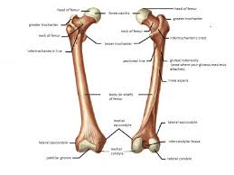 All of the bones in the arms and legs, except the patella, and bones of the wrist, and ankle, are long bones. Anatomy Of Femur Bone Long Bone Femur Label Femur These Bones Of Mine Anatomy Human Body Joints Anatomy Human Body Anatomy Hip Joint Anatomy