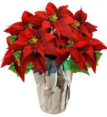 Poinsettia Flower Description Best Flower Wallpaper