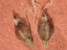 Image result for Costularia natalensis