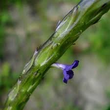 Image result for Stachytarpheta indica