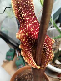 Image result for Sauromatum venosum