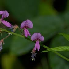 Image result for Desmodium incanum