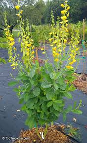 Image result for Crotalaria retusa