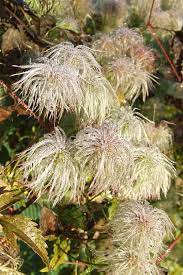We did not find results for: Clematis For Winter Three Of The Best The English Garden