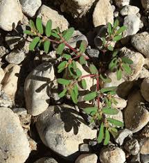 Image result for Euphorbia serratifolia