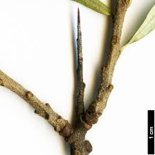 Image result for Itea rhamnoides