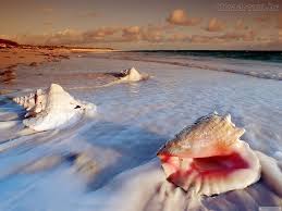 Resultado de imagem para conchinhas do mar