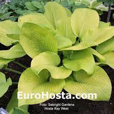 Bright filtered shade will produce an even more intense gold color. Hosta Key West