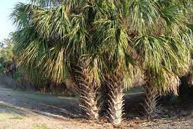 Cabbage Palm Sabal Palm Tree Sharingflorida Com Tree Palm Trees Garden Styles