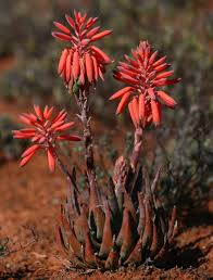 Image result for Aloe rulkensii
