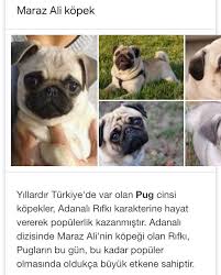 Ozkan Benzer On Twitter Cinsini Turunu Bilen Yok Bu Minik Dostun Cinsi Turkiye De Maraz Ali Nin Kopegi Olarak Adlandiriliyor Pug Rifki Adana Dog Https T Co Pnvhsmugbf