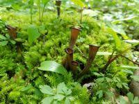 Image result for Craterellus fallax