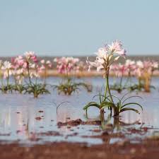 Image result for Crinum paludosum