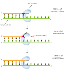 So Many Dna Polymerases So Little Time Goldbio