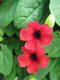 Image result for Stomatostemma monteiroae