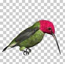 perico png images perico clipart free download imgbin com
