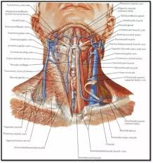 Deep and superficial veins return blood from head and neck. Where Exact Is The Carotid Artery Located Quora