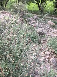 Image result for Asparagus minutiflorus