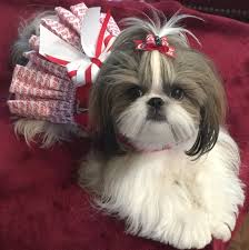 Shih Tzu Affectionate And Playful Shih Tzu Puppy Shih Tzu Haircuts Shih Tzu