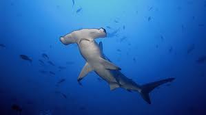 Other interesting great hammerhead shark facts: Critically Endangered Scalloped Hammerhead Shark In Queensland Being Driven To Extinction Oceanographic Oceanographic