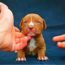 4 Week Old Rednose Puppy Jpg 2661 2661 Pitbull Puppies For Sale Pitbull Puppies Pitbulls