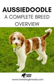 Aussiedoodle A Complete Breed Overview Aussiedoodle Aussie Doodle Puppy Doodle Dog Breeds