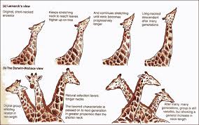 Lamarck Vs Darwin Theories Of Species Development Biology