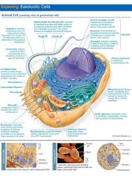 The cell membrane is a thin layer that encloses the cell's contents the size and number of vacuoles within a cell varies greatly and depends on the type and function of the cell. Itprklvp4tdxwm