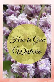 How To Grow And Care For Wisteria Flowering Vines Flowering Vines Garden Vines Wisteria