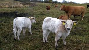 The regular cattle don't look quite like this, this animals has been very clipped down, etc for show. Belgian Blue X Charolais Calves Youtube