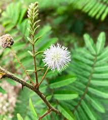 Image result for Mimosa pigra