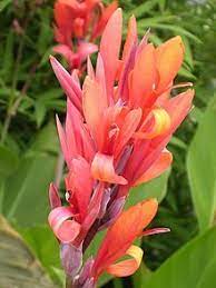 Canna Compacta Wikipedia The Free Encyclopedia Canna Lily Lily Bulbs Rhizome