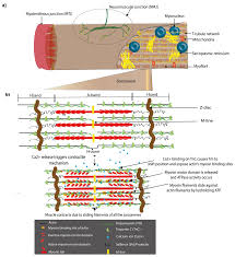 D structural characteristics of the muscle. Cells Free Full Text Genetic Control Of Muscle Diversification And Homeostasis Insights From Drosophila Html