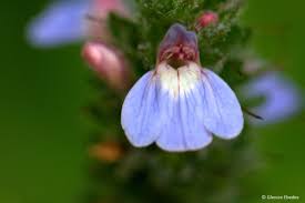 Image result for Justicia petiolaris